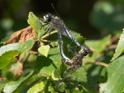 Leucorrhinia albifrons (Dark Whiteface) in cop.jpg